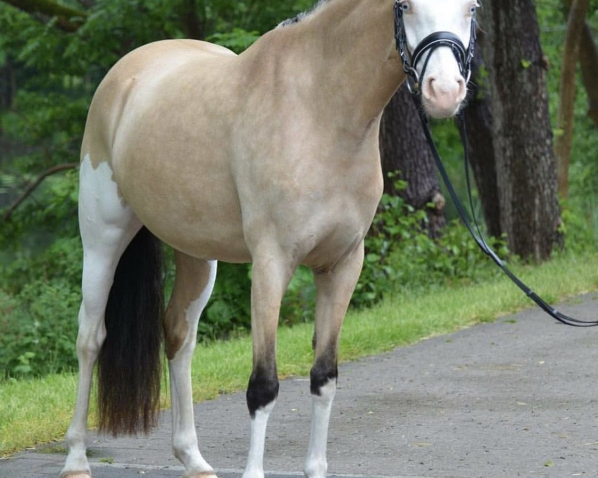 broodmare I Candy Splash Ea WE (German Riding Pony, 2016, from Black Eyes Peas)