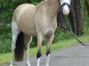 broodmare I Candy Splash Ea WE (German Riding Pony, 2016, from Black eyed peas WE)