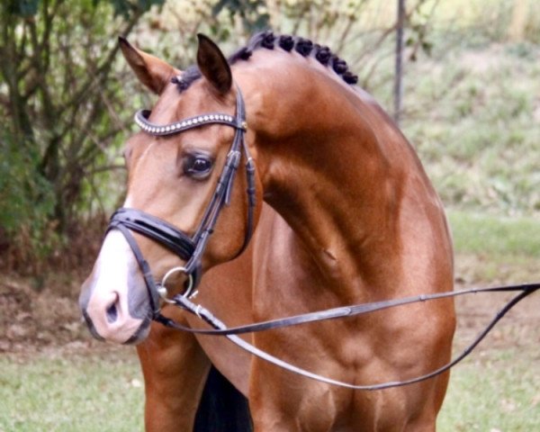 dressage horse Victor Hugo 3 (Hanoverian, 2015, from Vivaldi)