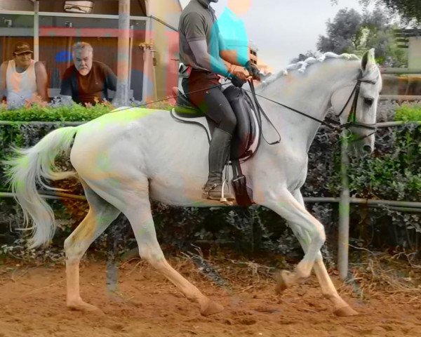 Pferd CHULITA (Andalusier, 2001)