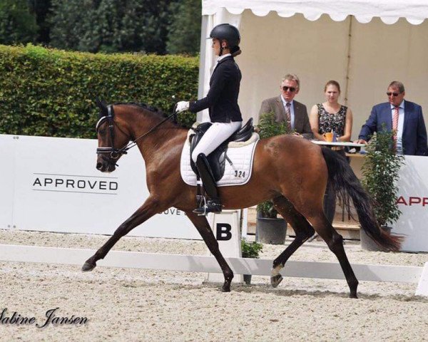 dressage horse Candy Girl 75 (German Riding Pony, 2014, from Cassini)