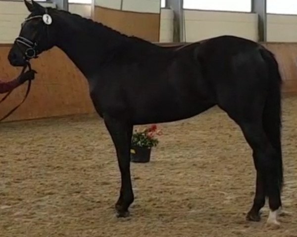 dressage horse Finnessa (Hanoverian, 2017, from Finest)