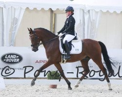 Springpferd Cassinis Cinnamon Flavour (Deutsches Reitpony, 2014, von Cassini)