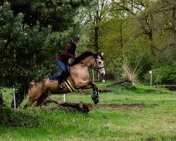 Zuchtstute Calinka 54 (Deutsches Reitpony, 2011, von Cassini)