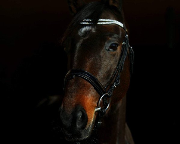 dressage horse Da Silva 7 (Rhinelander, 2011, from Demirel)
