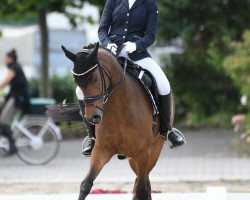 dressage horse Voice of Germany 3 (German Riding Pony, 2013, from Vasco)