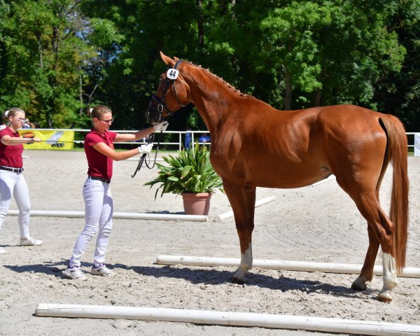 broodmare Fürstin Nira (German Sport Horse, 2015, from Fürst Romancier)