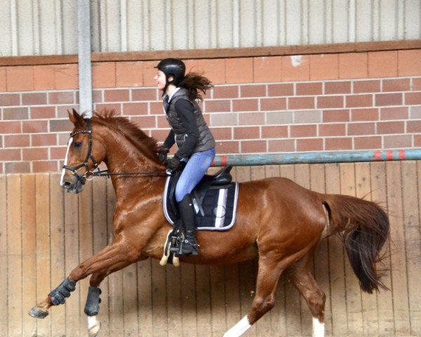 Springpferd Pilou de Moulinet (Selle Français, 2003, von Gabyscion)