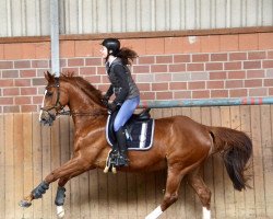 jumper Pilou de Moulinet (Selle Français, 2003, from Gabyscion)