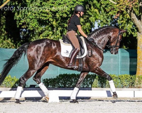dressage horse Viva la Vie (Westphalian, 2016, from Veneno)