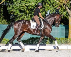 dressage horse Viva la Vie (Westphalian, 2016, from Veneno)