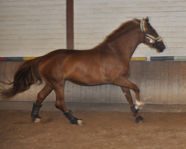 broodmare Die Liebe (Hanoverian, 2009, from Don Henrico)