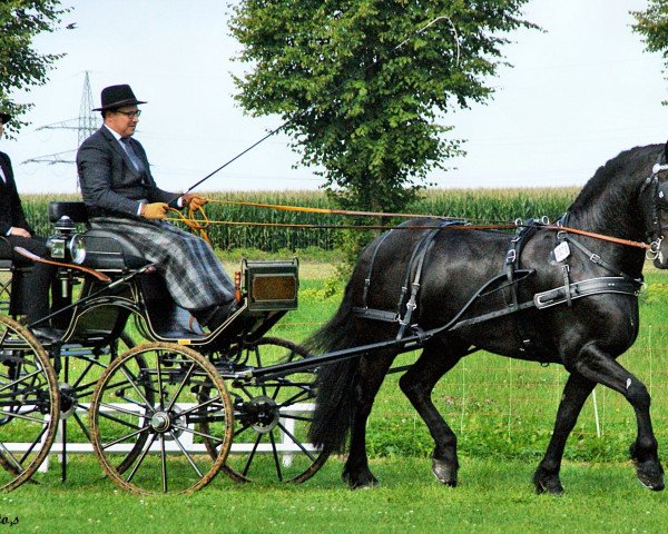 Pferd Livano (Friese, 2011, von Stendert 447)