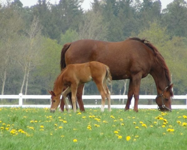 broodmare London's Lady (Hanoverian, 2002, from Londonderry)