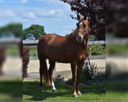 broodmare Vendetta (German Riding Pony, 2006, from Maccardo)