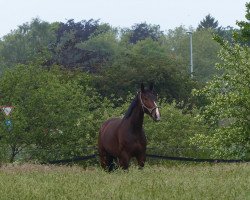 jumper Asdi Dumbledore (Hanoverian, 2010)