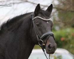 dressage horse Melferergut's JACK (German Warmblood, 2001, from Justinian xx)