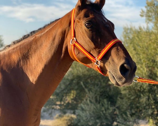 Pferd Califa (Andalusier,  )