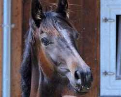 dressage horse Melferergut's DARDANOS (Oldenburg, 2016, from Dante Weltino Old)