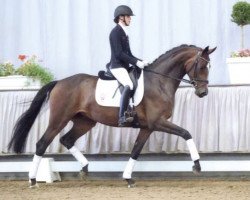 dressage horse Sinfonie (Westphalian, 2016, from Sir Heinrich OLD)