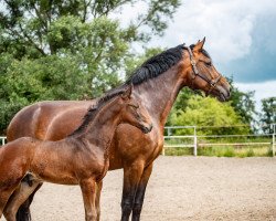 broodmare Uschi Werner (Hanoverian, 2010, from Ustinov)