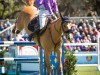 jumper Jarolus van de Bergdalhoeve (Belgian Warmblood, 2009, from Kashmir van't Schuttershof)