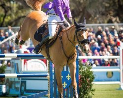 jumper Jarolus van de Bergdalhoeve (Belgian Warmblood, 2009, from Kashmir van't Schuttershof)