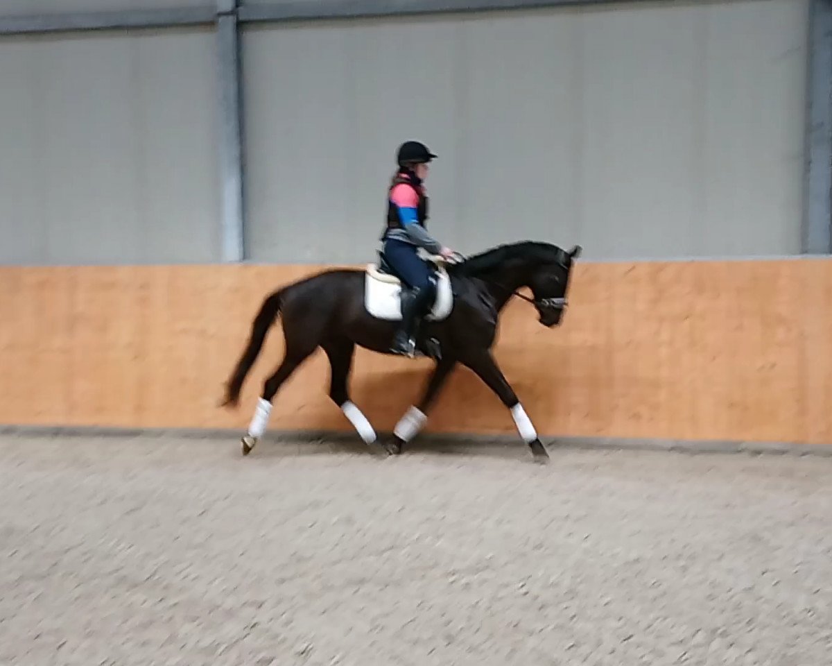 Dressurpferd Räubertanz (Trakehner, 2016, von Lossow)