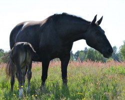 broodmare Sissi (Alt-Oldenburger / Ostfriesen, 2006, from Landor)