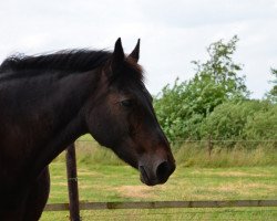 broodmare Thora II (Alt-Oldenburger / Ostfriesen, 1991, from Rubico)