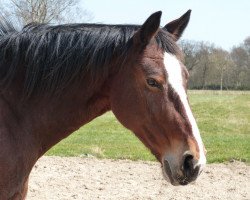 horse Lamira (Alt-Oldenburger / Ostfriesen, 1996, from Lord II)