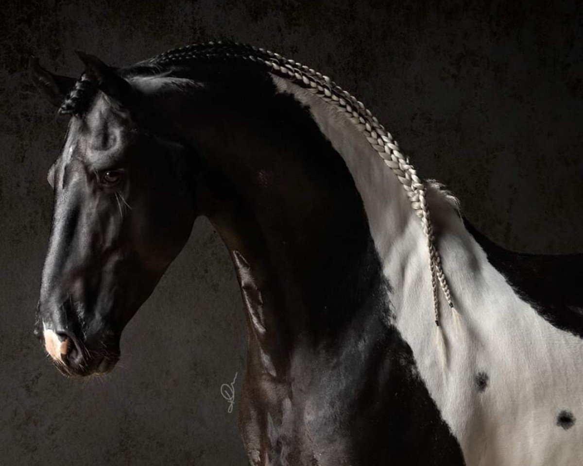 stallion Eros fan Stald Barok (Pinto, 2014, from Bonte Lureno fan Stald Barok)