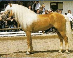 Deckhengst Alpenstern (Haflinger, 1993, von liz. 101/T Amadeus)