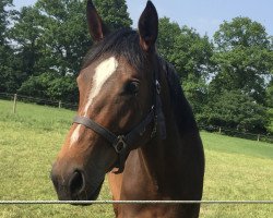 broodmare Toledo (Hanoverian, 2014, from Toulon)