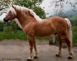 Deckhengst Alpenkönig (Haflinger, 1997, von Alpenstern)