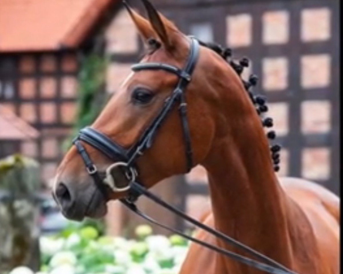 Springpferd Trixie 131 (Oldenburger Springpferd, 2015, von Tinka's Boy)