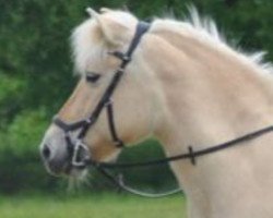 broodmare Masha (Fjord Horse, 1997, from Kvest Halsnæs)