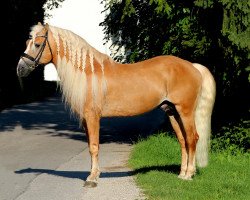 Deckhengst Ahnherr (Haflinger, 2001, von Alpenkönig)