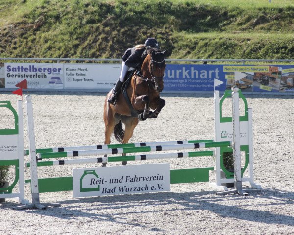 jumper Coolino B (German Sport Horse, 2015, from Chaccato)