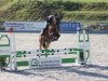 jumper Coolino B (German Sport Horse, 2015, from Chaccato)