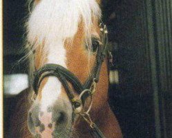 stallion Wildmoos (Haflinger,  , from Wotan)