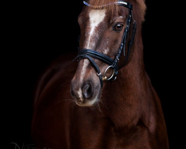 dressage horse Gaylord 337 (German Riding Pony, 1997, from Mylord)