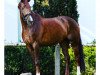 dressage horse Don Florentino (Hanoverian, 2013, from Don Frederic 3)