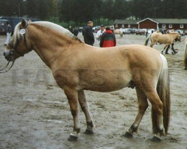 stallion Vilje (Fjord Horse, 1989, from Ljosen N.1848)
