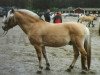 stallion Vilje (Fjord Horse, 1989, from Ljosen N.1848)