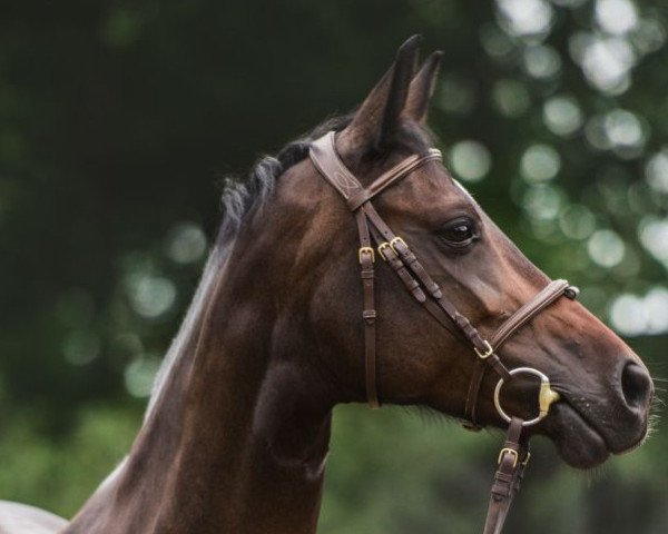 Springpferd A'Contendra Az (Holsteiner, 2009)