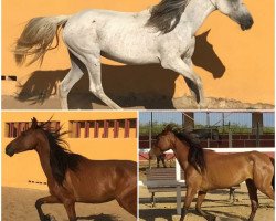 horse Olga (Andalusier, 2011)