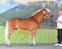 stallion liz. 167/T Walzertakt (Haflinger, 1993, from Winterstein)