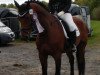 dressage horse Royal Charming 2 (Westphalian, 2008, from Rock Forever NRW)