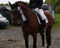 dressage horse Royal Charming 2 (Westphalian, 2008, from Rock Forever NRW)